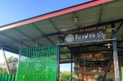 จิบแฟ แลบัว