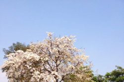 ครัวเรือนไม้