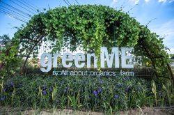 กรีน มี ออร์แกนิค ฟาร์ม